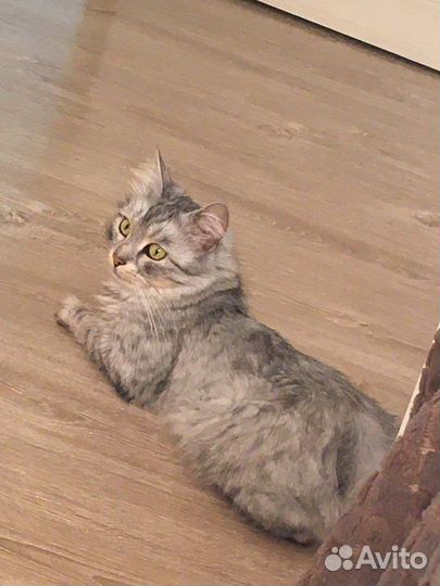 Персидская кошка