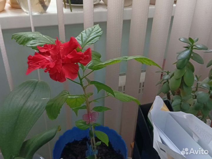 Гибискус китайская роза