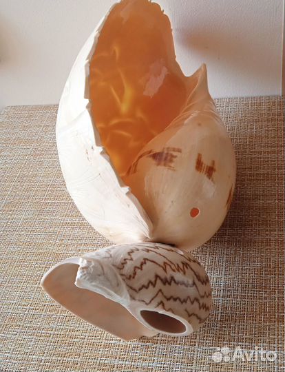 Большая морская раковина с гравировкой «дельфины»