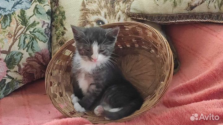 Дымчатый котенок-девочка Лапочка