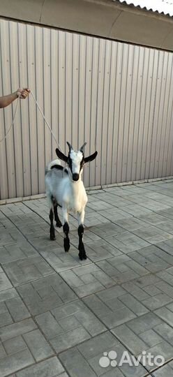 Альпийский козлик