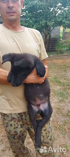 Щенки немецкой овчарки