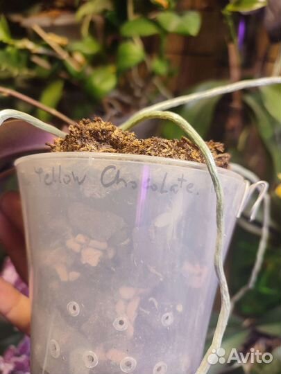 Орхидея фаленопсис цветущая yellow chocolate