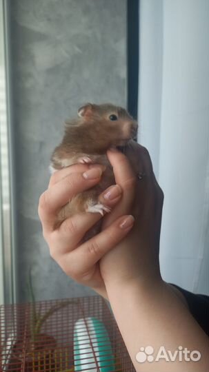 Сирийский хомяк с клеткой