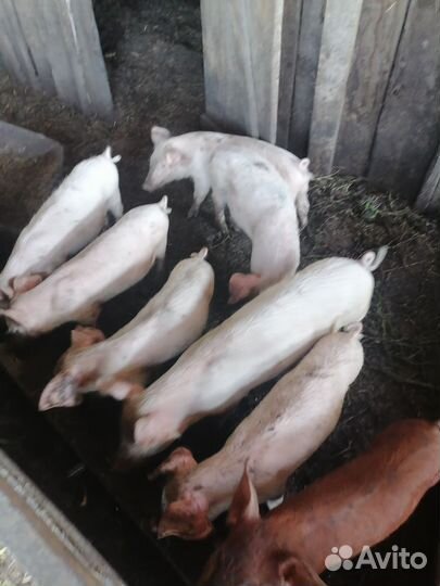 Поросята
