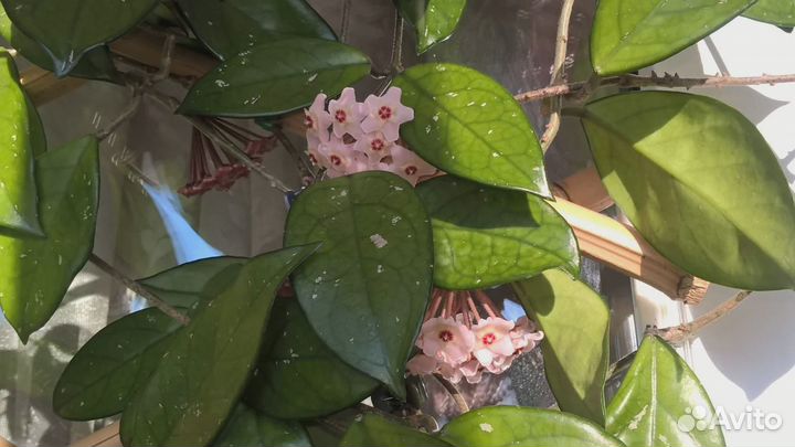 Хойя Карноза (Hoya carnosa Tricolor Exotica )