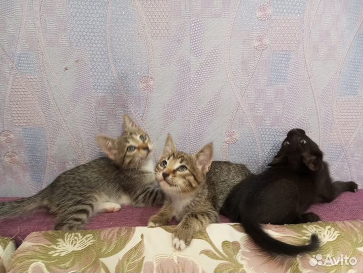 Отдам в добрые руки