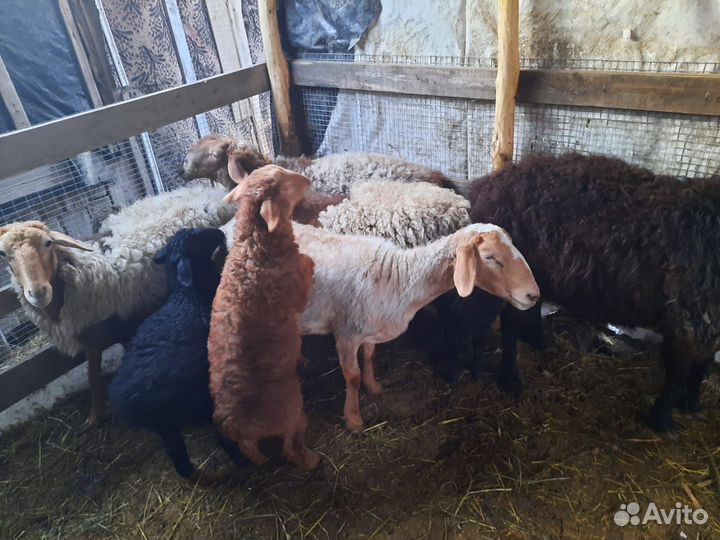 Быки на племя