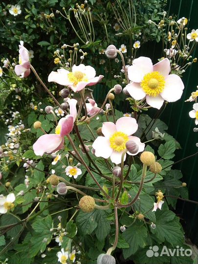 Японская анемона. Астильбы