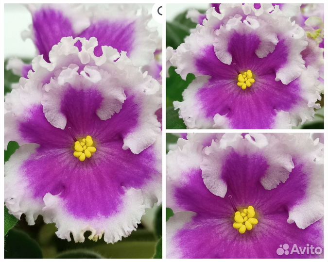 На любой вкус