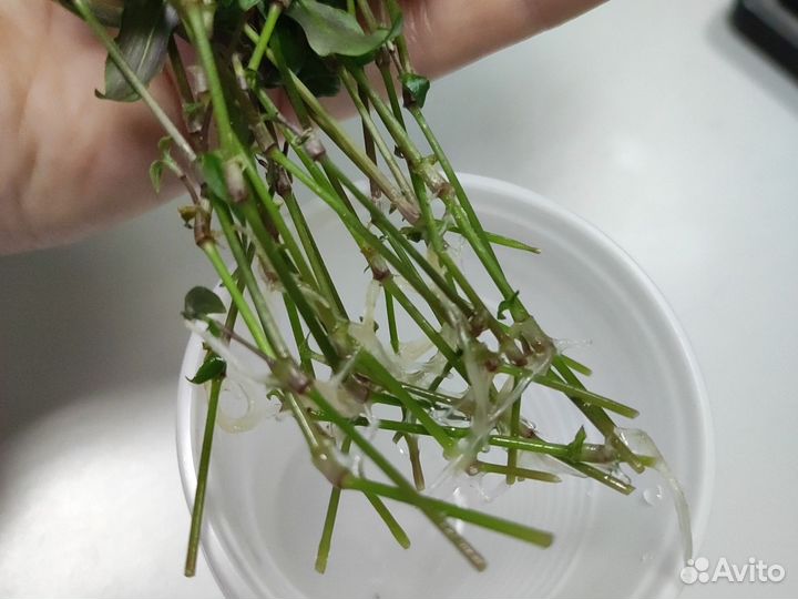 Традесканция приречная “Фата Невесты” (срезы)