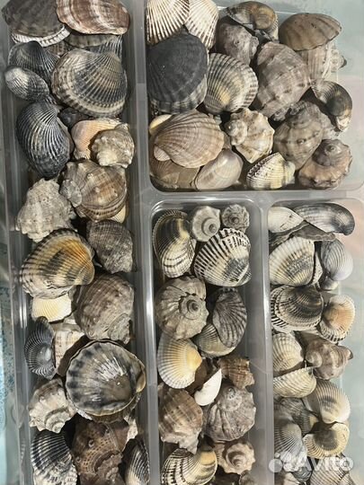 Черноморские ракушки