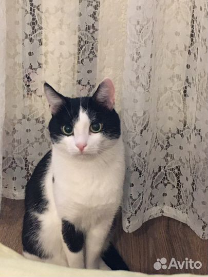 Кот 1,5 года