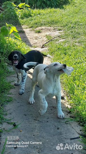 Собака в добрые руки