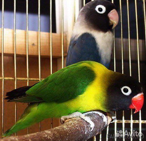 Волнистые попугаи и неразлучники