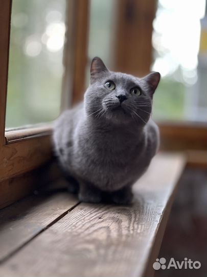 Русская голубая кошка в добрые руки