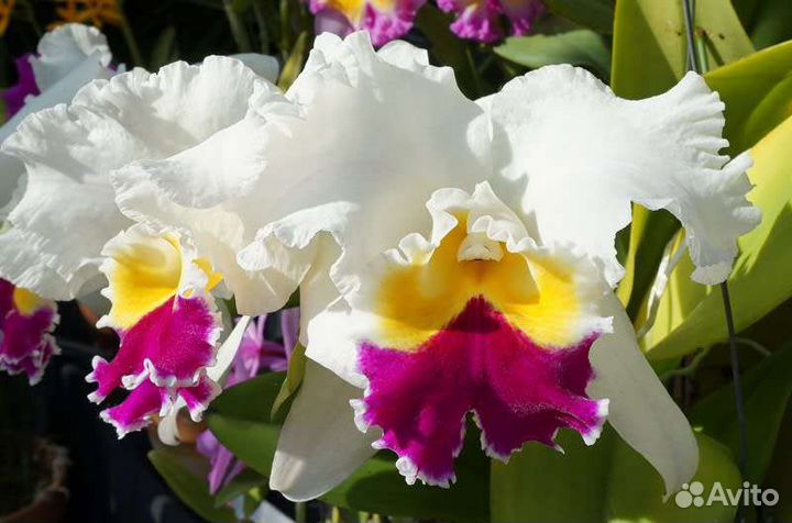 Каттлея/ Cattleya