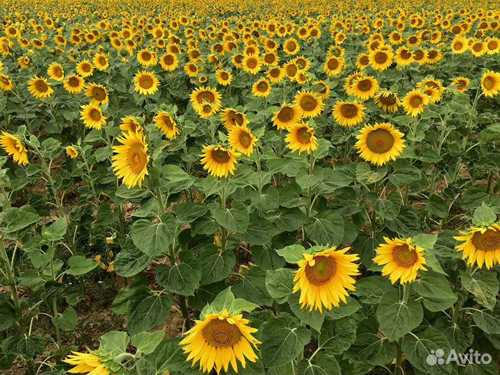 Семена подсолнечника от производителя опт с НДС