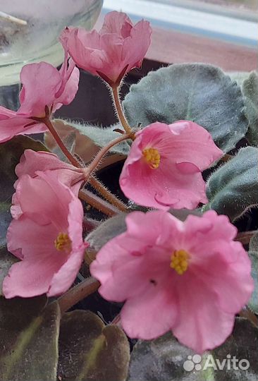 Сортовые фиалки, фиалки, детки