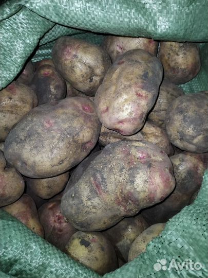 Продам картофель