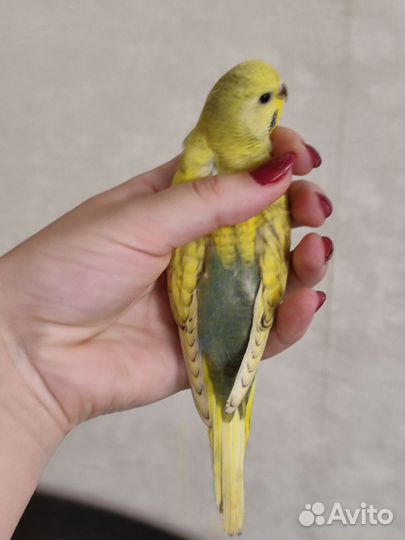 Волнистые попугаи птенчики