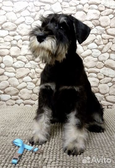 Цвергшнауцер щенки чёрный с серебром