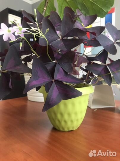 Кислица оксалис