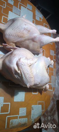 Мясо домашней индейки