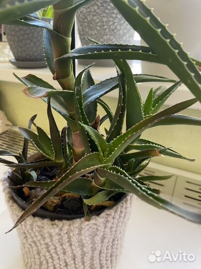 Алоэ лечебный