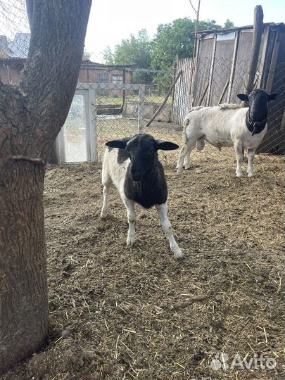 Баранчики дорпер