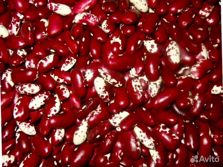 Фасоль оптом