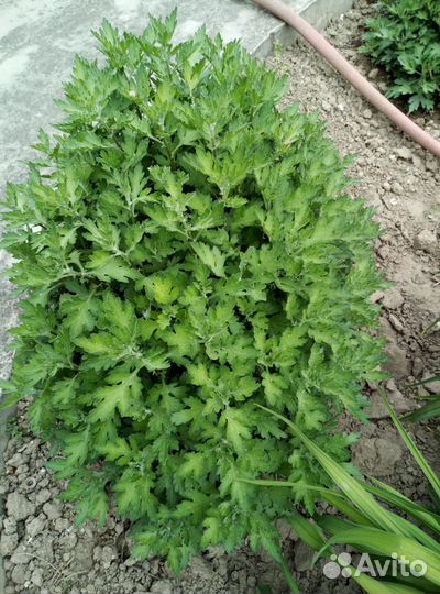 Шаровые кусты