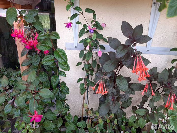 Шикарные цветы, растения