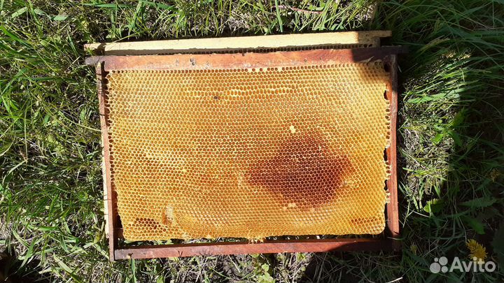 Сушь для пчел