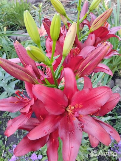 Лилии луковицы