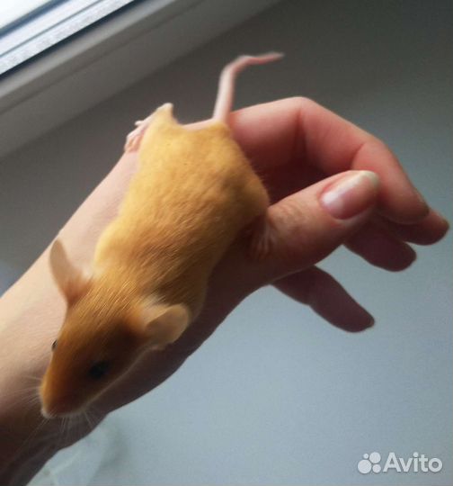 Декоративные мышки