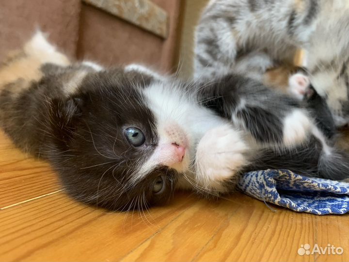 Котята в добрые руки