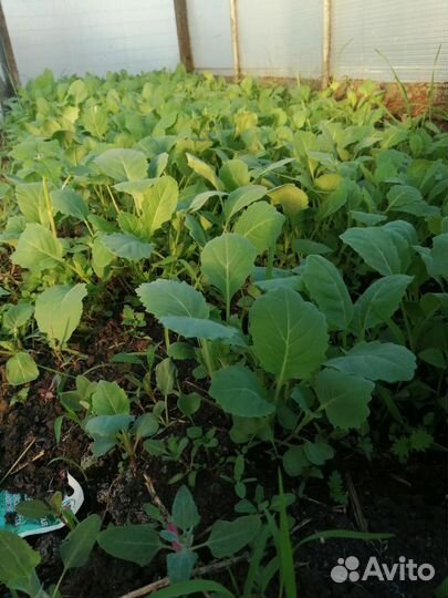 Рассада капусты