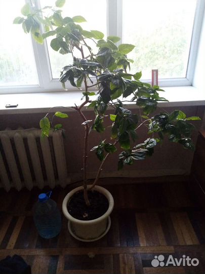 Гибискус китайская роза