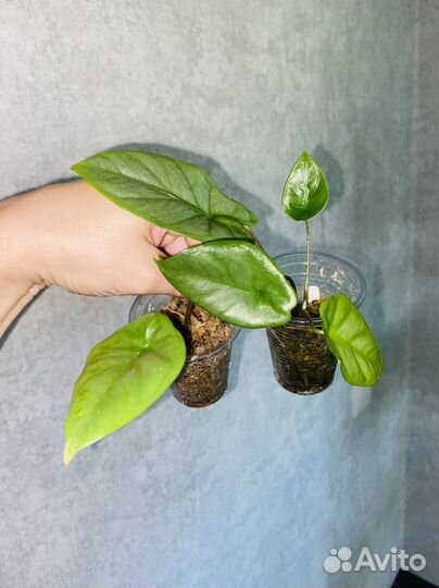 Алоказия коразон