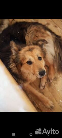 Скромная собака из приюта