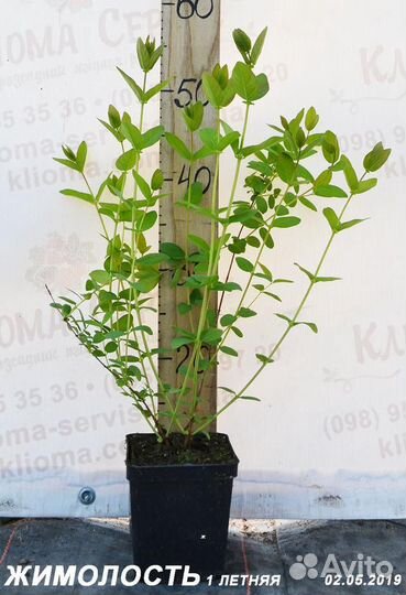 Продам рассаду Жимолости