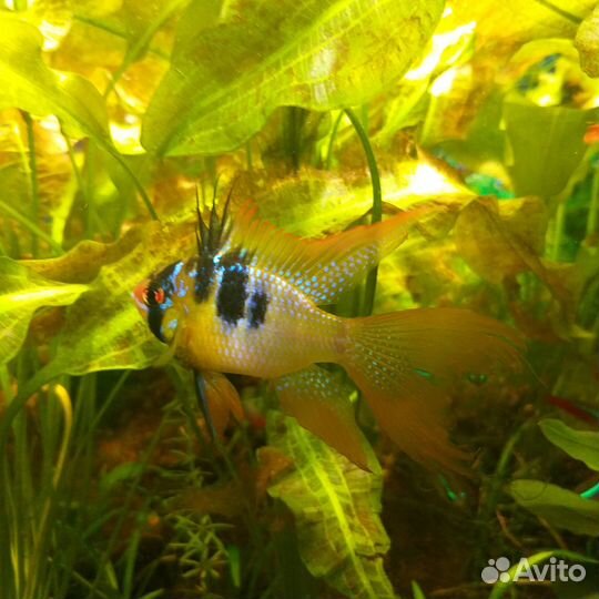 Апистограмма (микрогеофагус) рамирези