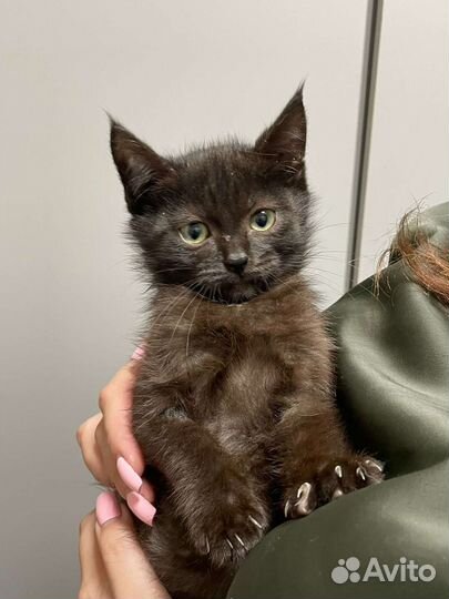 Мальчик 2 мес