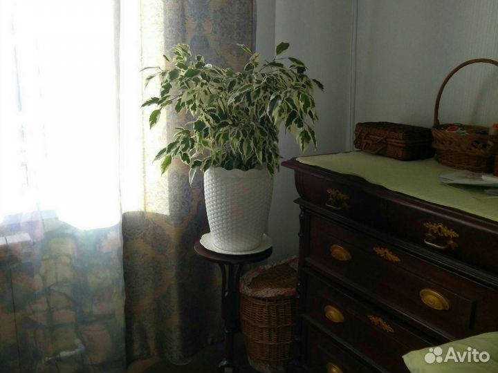 Фикус бенджамина пестролистный