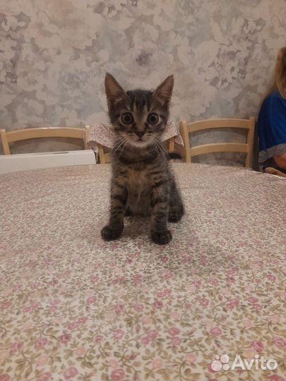 Киттик невдупленыш в дар