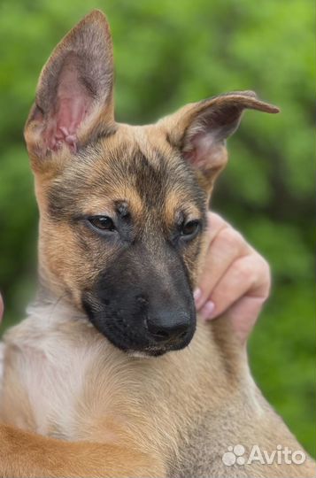 Щенок мальчик