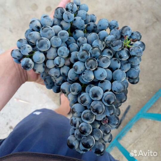 Виноград технический