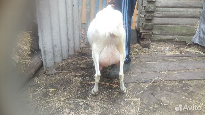 Продажа коз