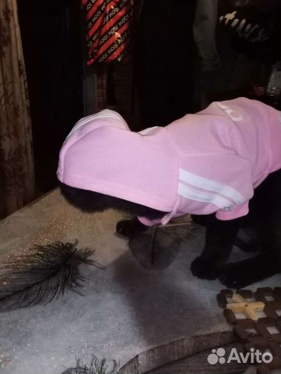 Костюмчик для маленькой собачки, котику